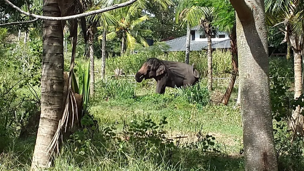 Hotel Elephant Park Kandy