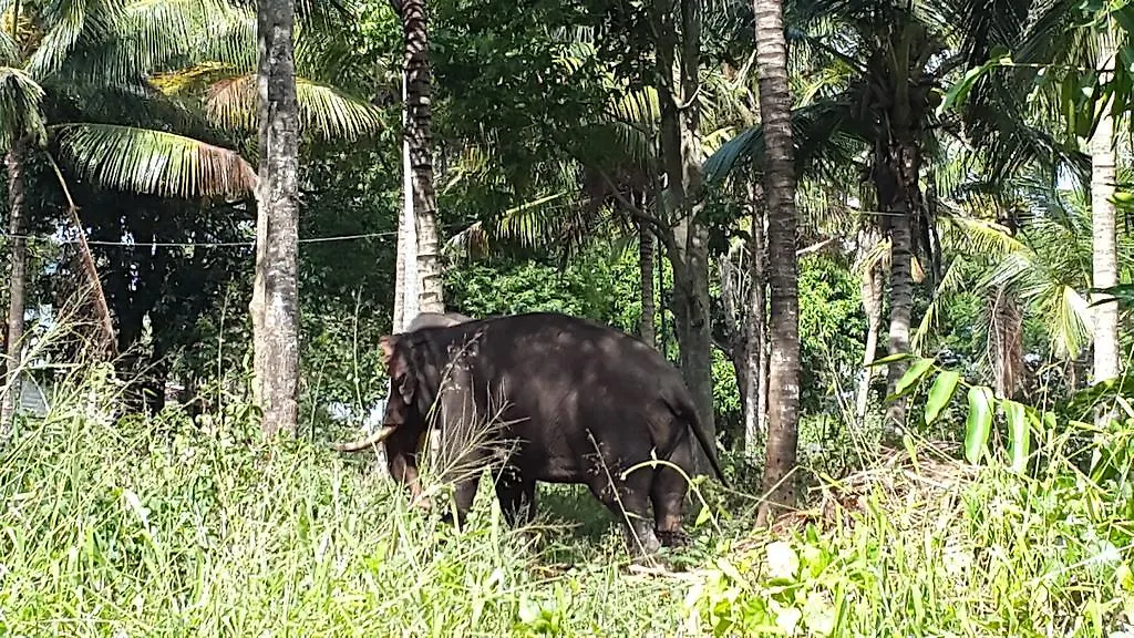 Hotel Elephant Park Kandy 4*,