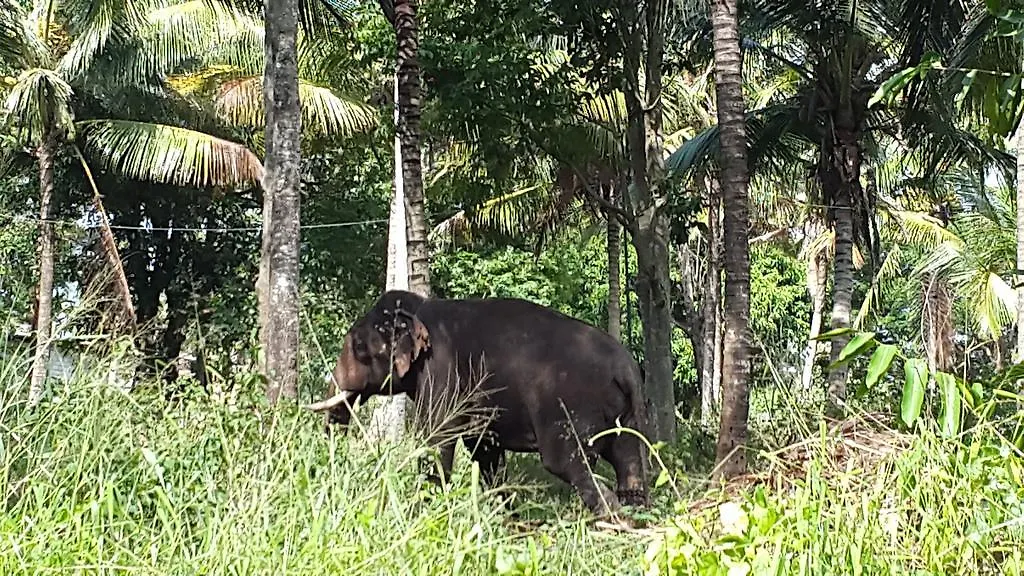 Oda ve Kahvaltı Hotel Elephant Park Kandy