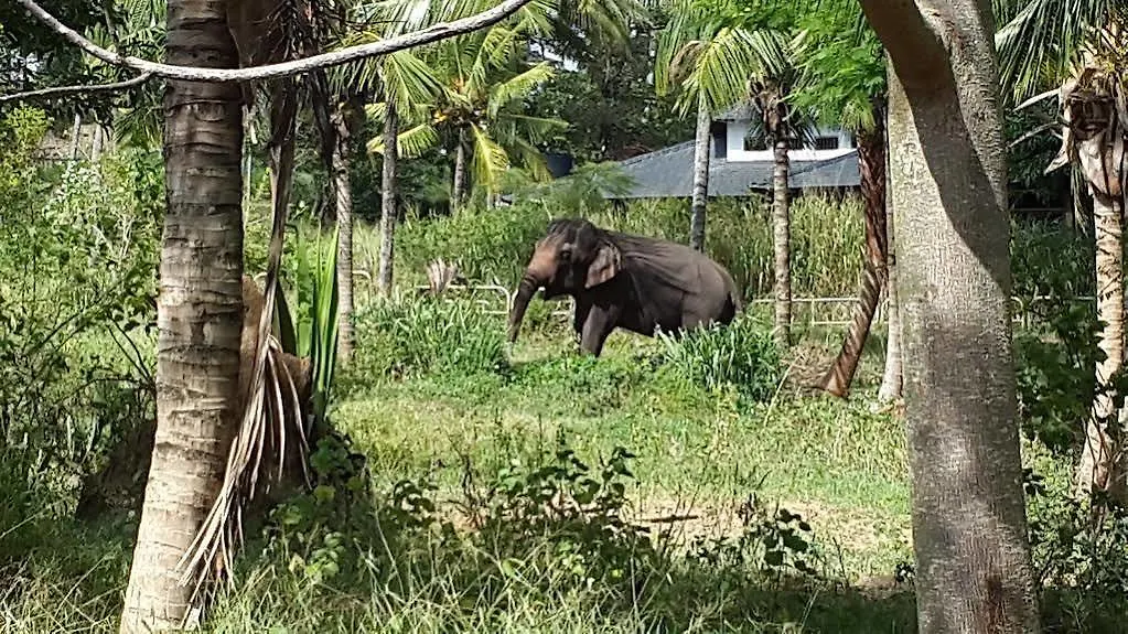 Hotel Elephant Park Κάντι